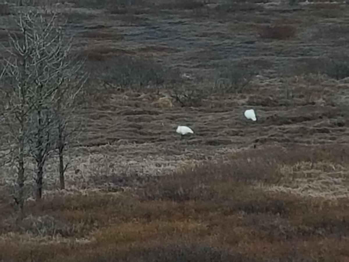 Adventure Eagle Cottege Villa Geysir Dış mekan fotoğraf